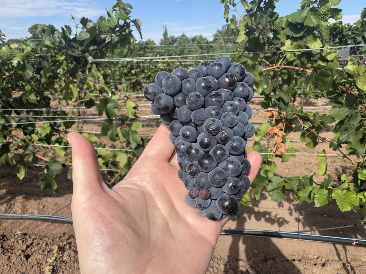 A hand holding a perfect dark grape cluster