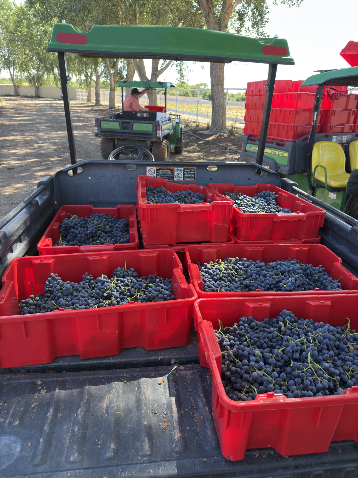Harvest bins full of dark grapes