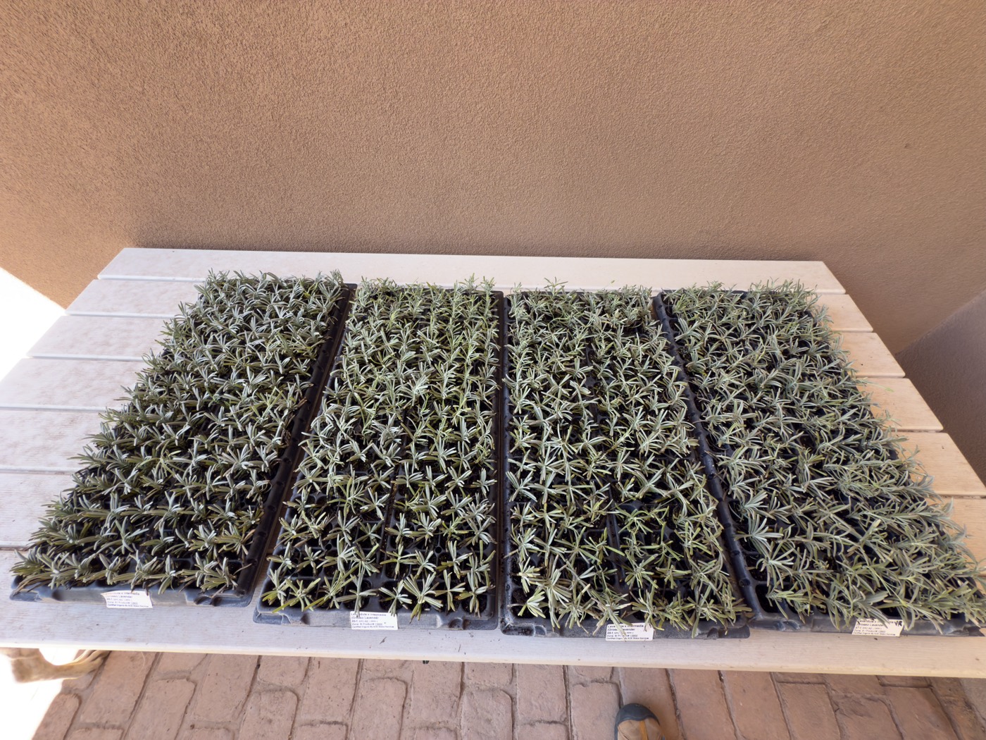Trays of lavender plugs ready for planting