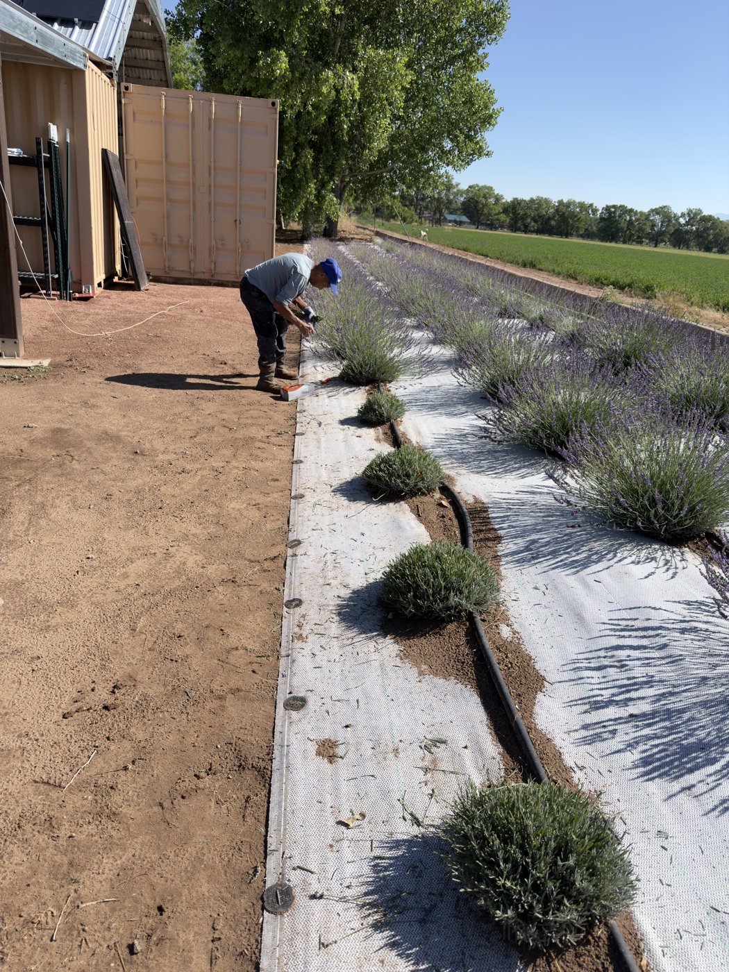 Lavender rows in full purple bloom