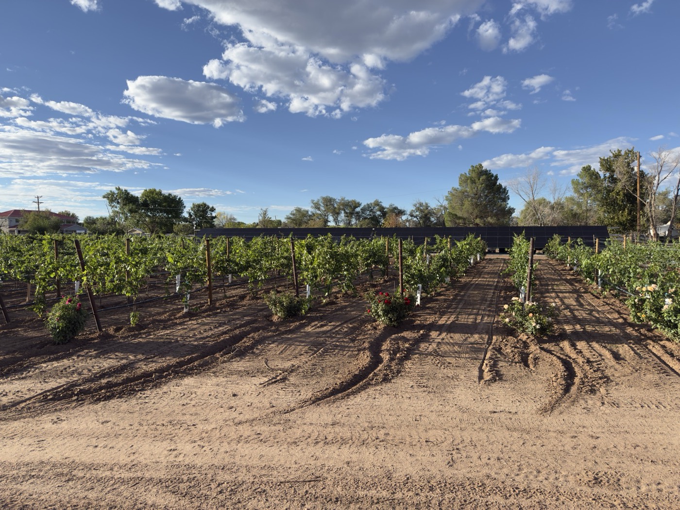 Young vines on drip irrigation at Pajarito Vineyards